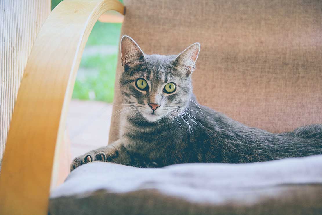 Fall In Love With Cat